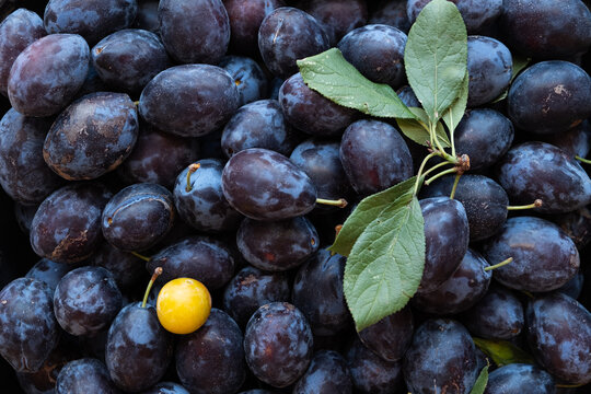 Top view of purple plums