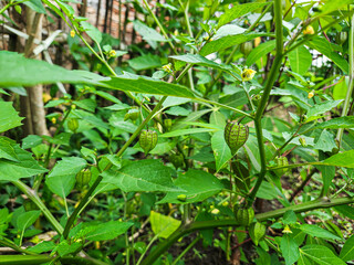 Fototapeta premium Ciplukan or Cecendet (Physalis) is a wild plant that has many benefits and tastes very sweet