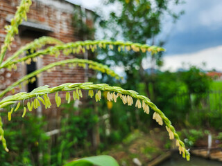Portrait of a male Cornflower