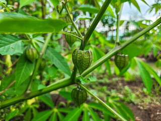 Ciplukan or Cecendet (Physalis) is a wild plant that has many benefits and tastes very sweet