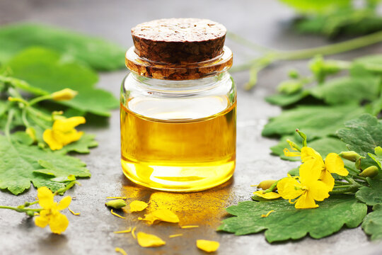 Celandine oil in glass bottle with plant flowers and leaves, herb for skin problems and immunity
