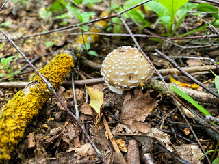 Mushroom picking in season. Edible forest mushrooms, grow in the grass. International Day of...