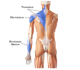 Superficial Back Arm Lines SBAL - trapezius, deltoideus, extenzor groupe