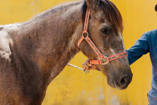 Unrecognizable person with a horse.