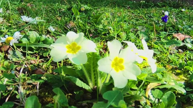 Springtime Bloom: Close-Up of Primroses in a Sunny