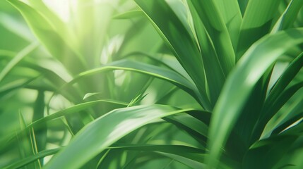 Lush Radiance: Yucca's lush leaves radiate with a fresh, rejuvenating energy, filling the surroundings with vitality.