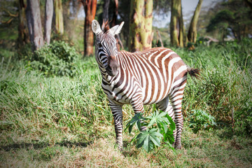 Fototapeta premium Plains zebra