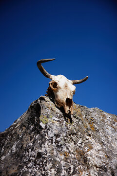 yak skull in himalayas