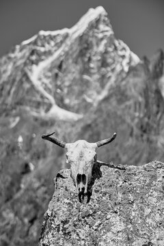 yak skull in himalayas