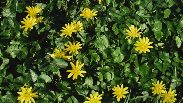 yellow flowers of Ficaria Verna or Ranunculus,commonly known as Lesser Celandine,Pilewort or Fig Buttercup,a perennial flowering plant listed as noxious weed in some countries,in early March,Italy