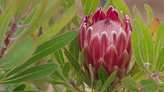 4k 30p close up stock video footage of protea flower surrounded by leaves. Western Cape, South Africa.