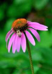 Echinacea purpurea and a bee in Prairie Oaks Metro Park, Columbus area, OH, July