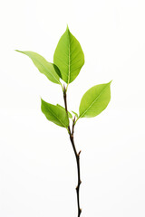 Obraz premium Vibrant Green Tree Bud on White Background, Symbol of New Life