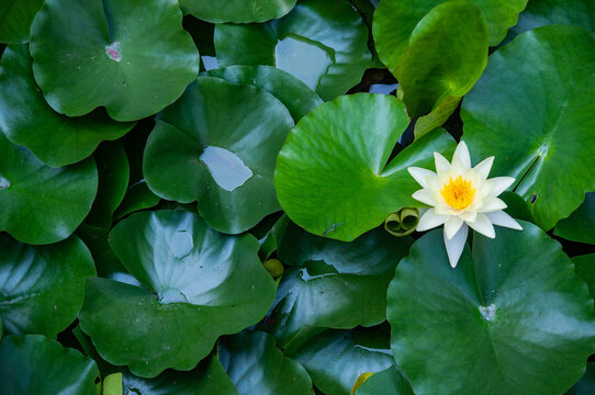 Water lilies In The Pond