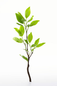 Single Vibrant Green Tree Bud Symbolizing New Life and Growth