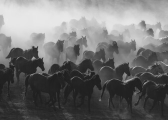 herd of horses © Feyzullah