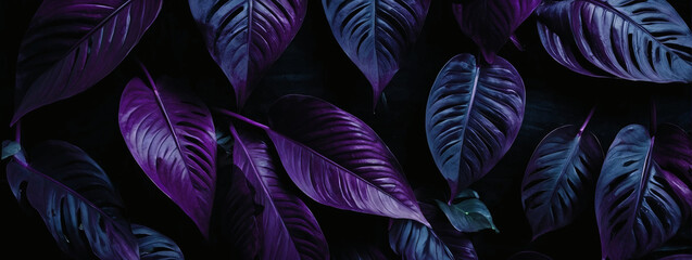 Textures of abstract violet leaves for a textured tropical background. Flat lay, dark nature concept, tropical leaf.