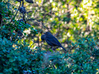 Obraz premium A young Common Blackbird (Turdus merula), with shiny black wings but the beak not yet fully colored - so I'm not sure of its sex....