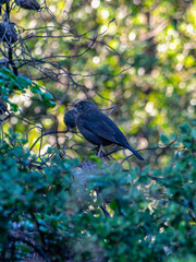 A young Common Blackbird (Turdus merula), with shiny black wings but the beak not yet fully colored - so I'm not sure of its sex....