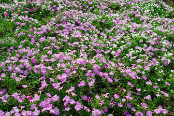 Field of purple and white wildflowers with green leaves