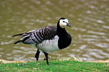 Bernache nonnette, .Branta leucopsis, Barnacle Goose