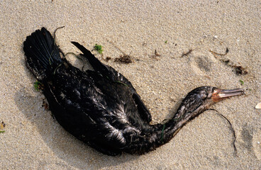 Grand Cormoran,. Phalacrocorax carbo, Great Cormorant, Mort,  mazouté