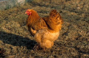 Poule, race Orpington