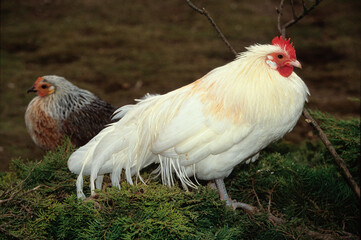 Poule, coq race Charolais