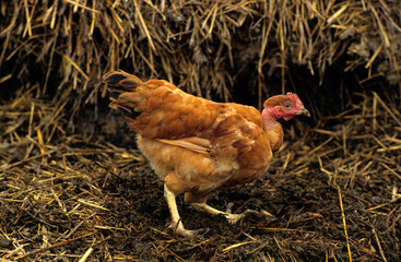 Poule, race Leghorn