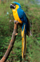 Ara bleu, .Ara ararauna, Blue and yellow Macaw, Amazonie, Tambopata, Perou © JAG IMAGES