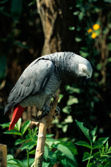 Perroquet jaco, © JAG IMAGES