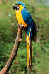 Ara bleu, .Ara ararauna, Blue and yellow Macaw, Amazonie, Tambopata, Perou