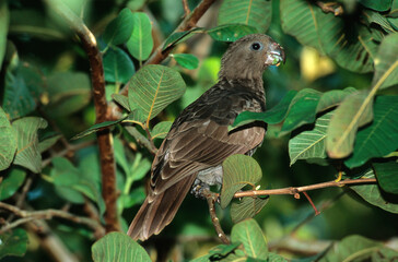 Pérroquet noir des Seychelles ,  Vasa des SeychellesSeychelles Black Parrot, Coracopsis nigra barklyi, Ile Praslin, Seychelles