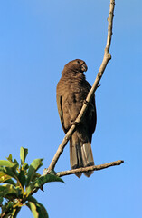 Pérroquet noir des Seychelles ,  Vasa des SeychellesSeychelles Black Parrot, Coracopsis nigra barklyi, Ile Praslin, Seychelles