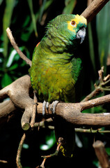 Amazone à front bleu,.Amazona aestiva, Turquoise fronted Amazon © JAG IMAGES