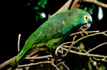 Amazone à front bleu,.Amazona aestiva, Turquoise fronted Amazon © JAG IMAGES