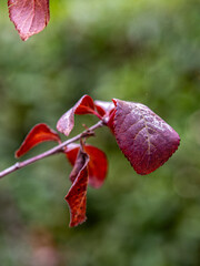 End of winter and the last crimson leaves of a Cherry Plum, are ready to fall welcoming the coming spring. ..