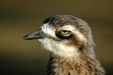 Oedicnème criard,.Burhinus oedicnemus, Eurasian Stone curlew