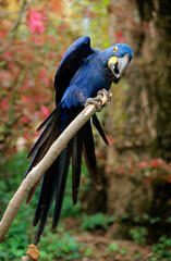 Ara hyacinthe, perroquet,.Anodorhynchus hyacinthinus, Hyacinth Macaw © JAG IMAGES