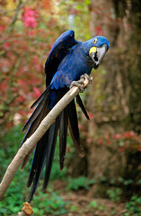 Ara hyacinthe, perroquet,.Anodorhynchus hyacinthinus, Hyacinth Macaw © JAG IMAGES
