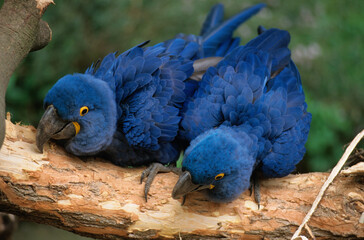 Ara hyacinthe, perroquet,.Anodorhynchus hyacinthinus, Hyacinth Macaw © JAG IMAGES