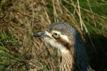 Oedicnème criard,.Burhinus oedicnemus, Eurasian Stone curlew