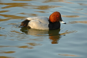 Fuligule milouin, mâle, .Aythya ferina, Common Pochard