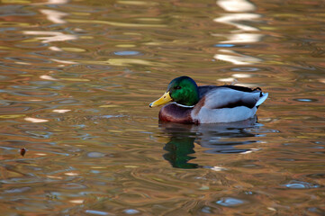 Canard colvert,. Anas platyrhynchos, Mallard, m&acirc;le