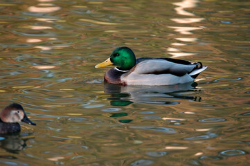 Canard colvert,. Anas platyrhynchos, Mallard, m&acirc;le