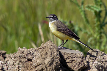 Bergeronnette ibérique, Western Yellow Wagtail ,, iberiae, Motacilla flava iberiae