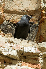 Choucas des tours,.Coloeus monedula , Western Jackdaw