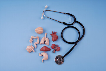 Health and medical concept. Mini human’s organs replicas and stethoscope arranged on a blue background.