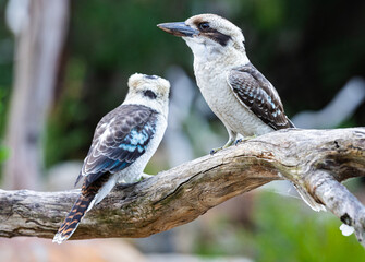 A pair of Australian Kookaburra, a type of kingfisher endemic to Australia and New Guinea and...