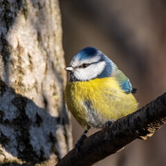 Blue Tit standing on a branch